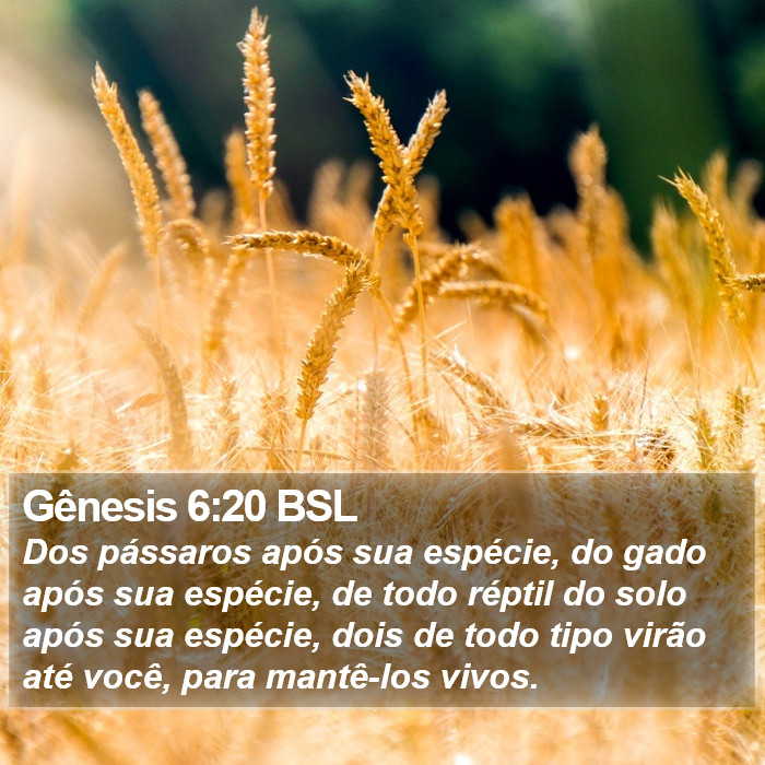 Gênesis 6:20 BSL Bible Study