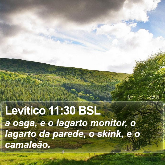 Levítico 11:30 BSL Bible Study