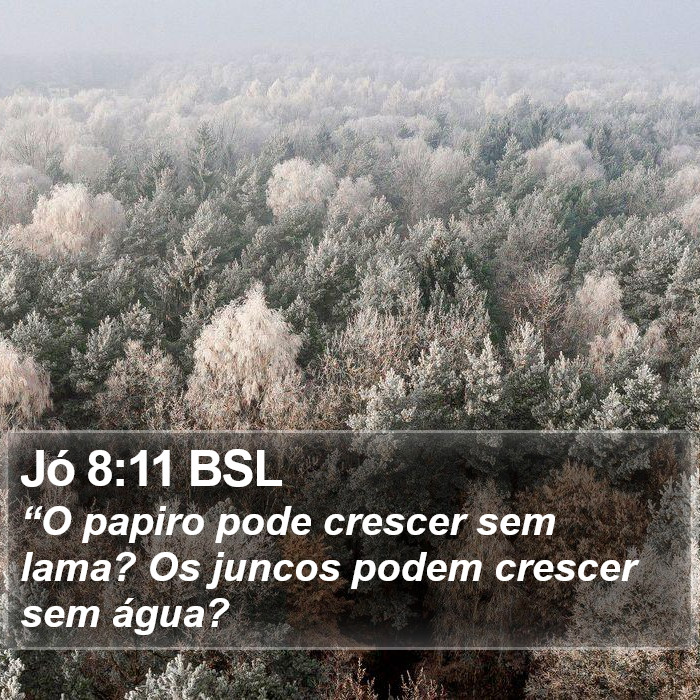 Jó 8:11 BSL Bible Study
