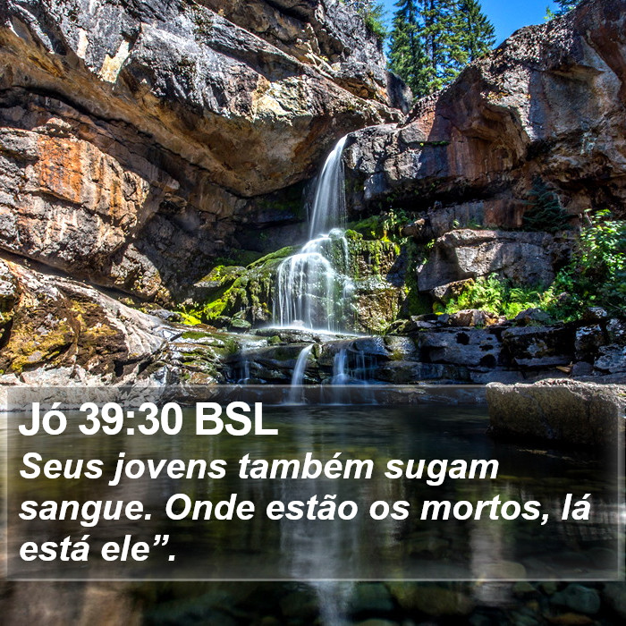 Jó 39:30 BSL Bible Study