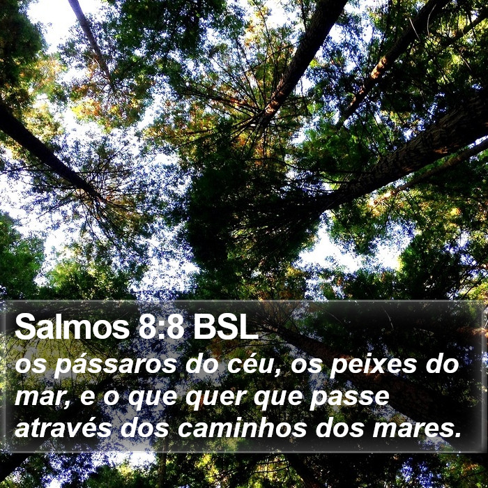 Salmos 8:8 BSL Bible Study