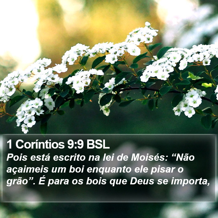 1 Coríntios 9:9 BSL Bible Study